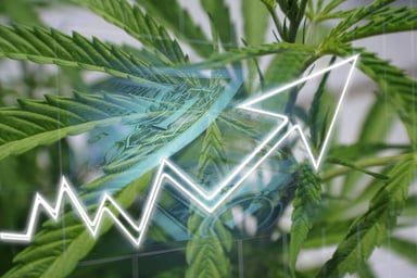 Cannabis with chart going up