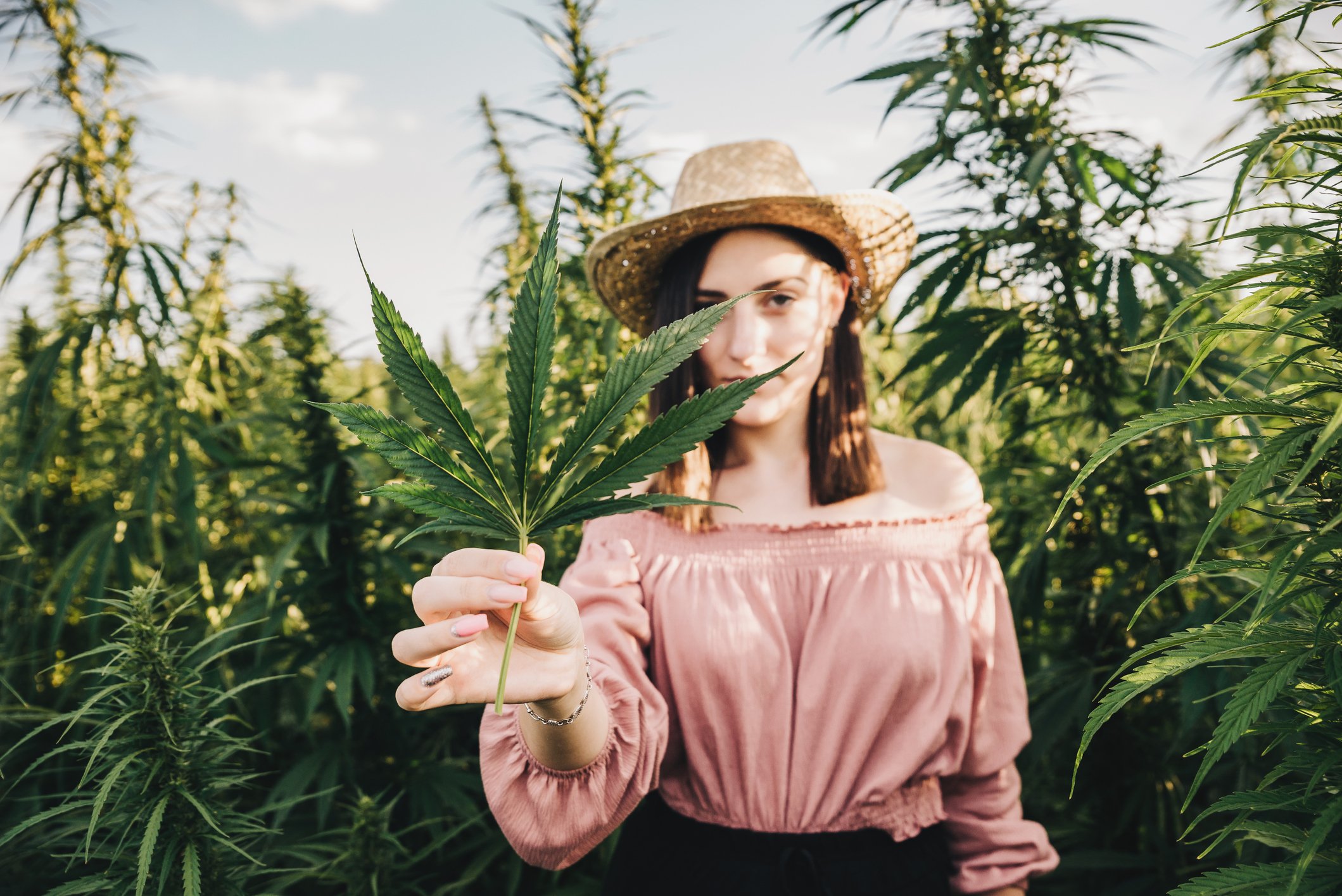 Woman standing in field of marijuana plants holding marijuana leaf