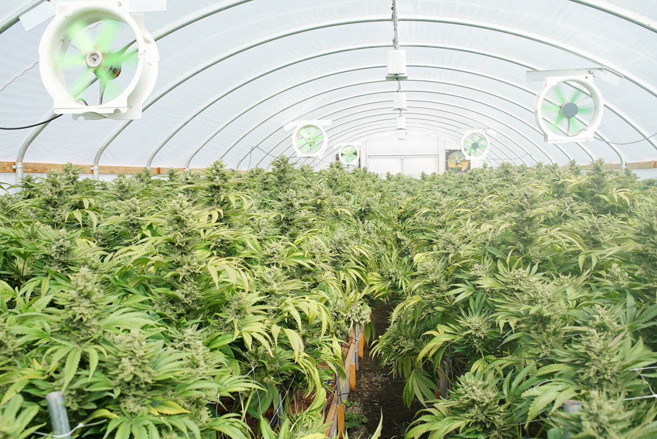 weed farm