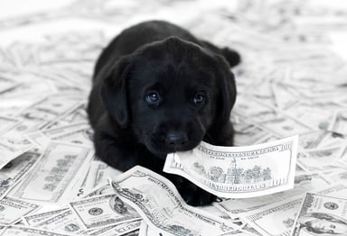 puppy sitting on money cash bills