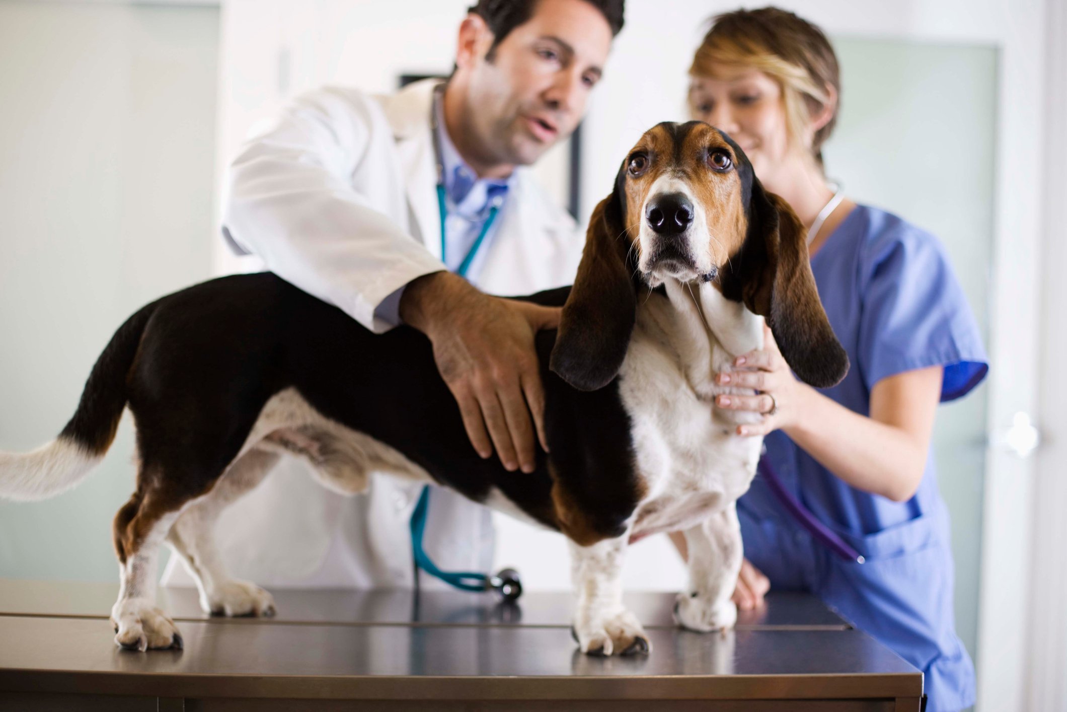 Dog being examined by two vets