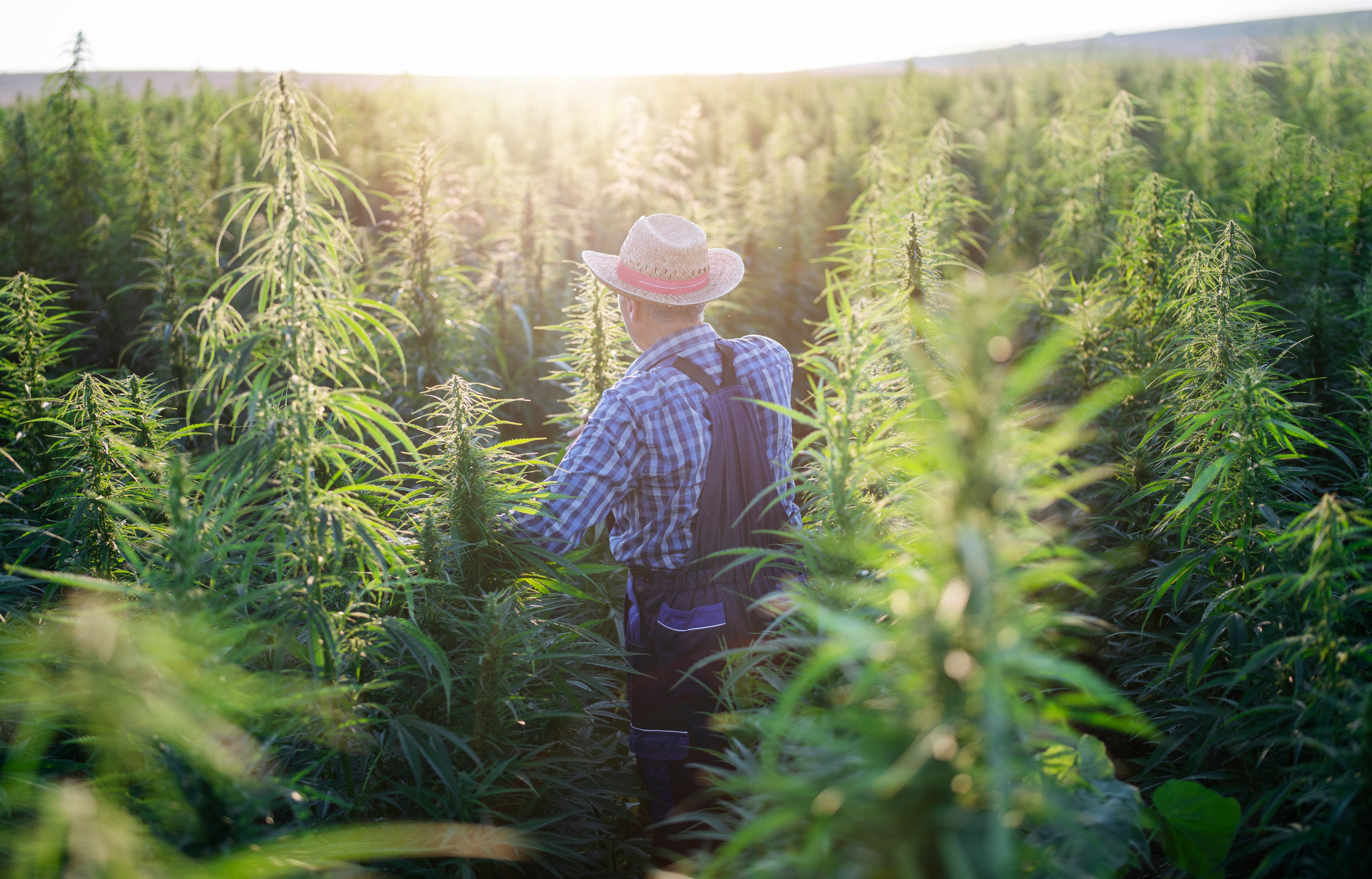 Man dressed in plaid shirt, overalls, and hat walks through a field of cannabis plants with the sun shining in the background.