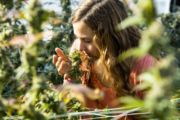 A woman smelling a fresh cannabis plant.