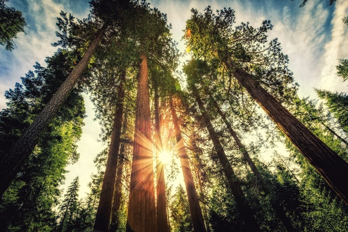 Sun shining between redwood trees