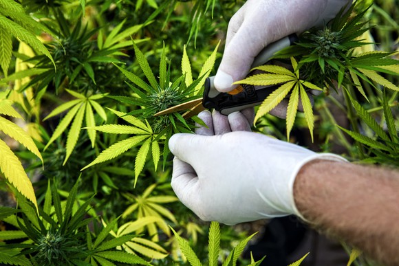 Trimming a cannabis plant.