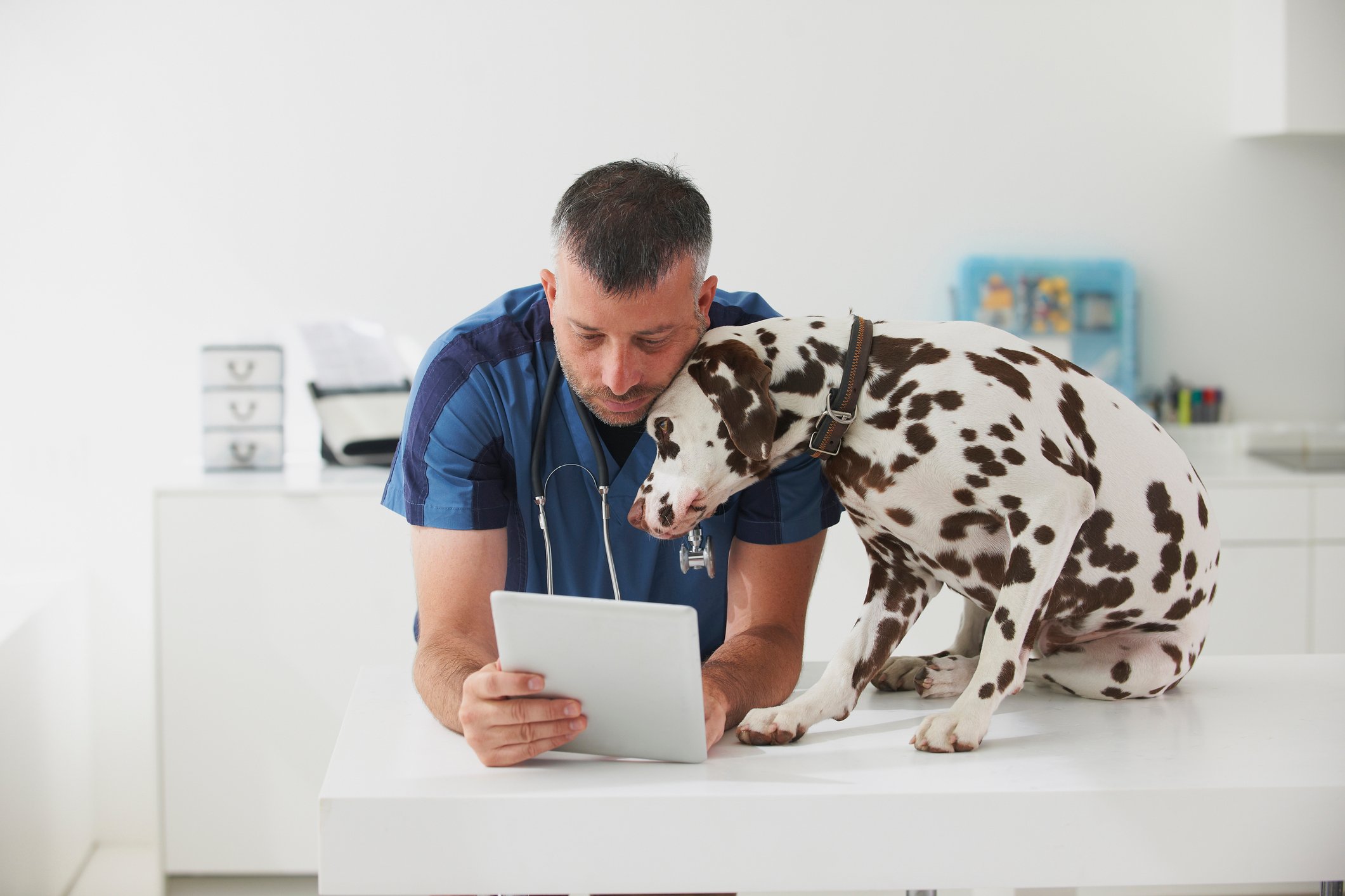A veterinarian consults a tablet while a dalmation looks on approvingly.