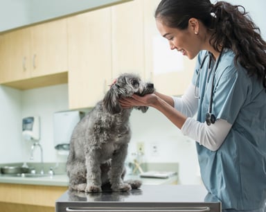 female veterinarian examining a dog