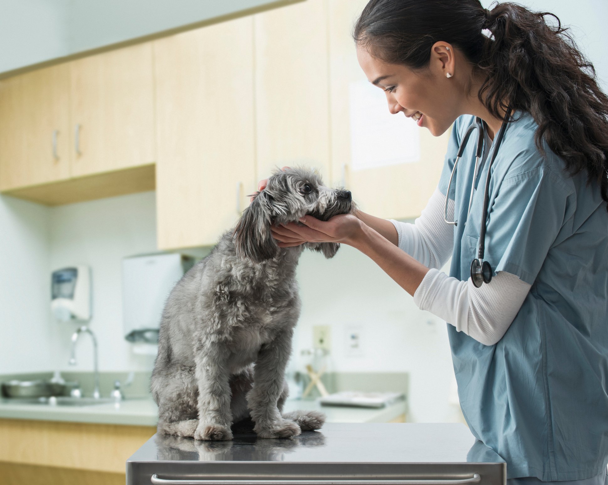 Veterinarian examining a dog