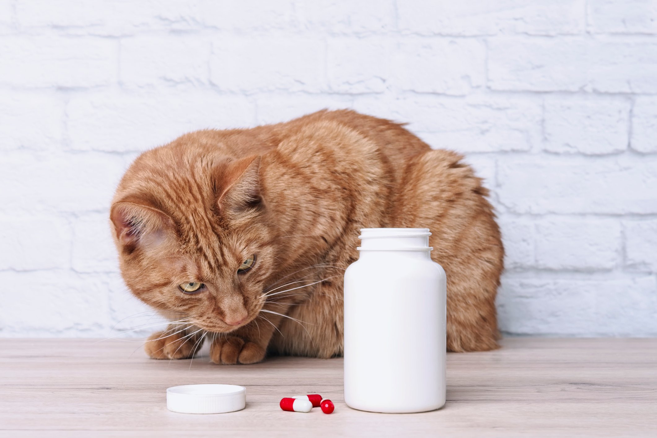 Cat looking at pills on a table