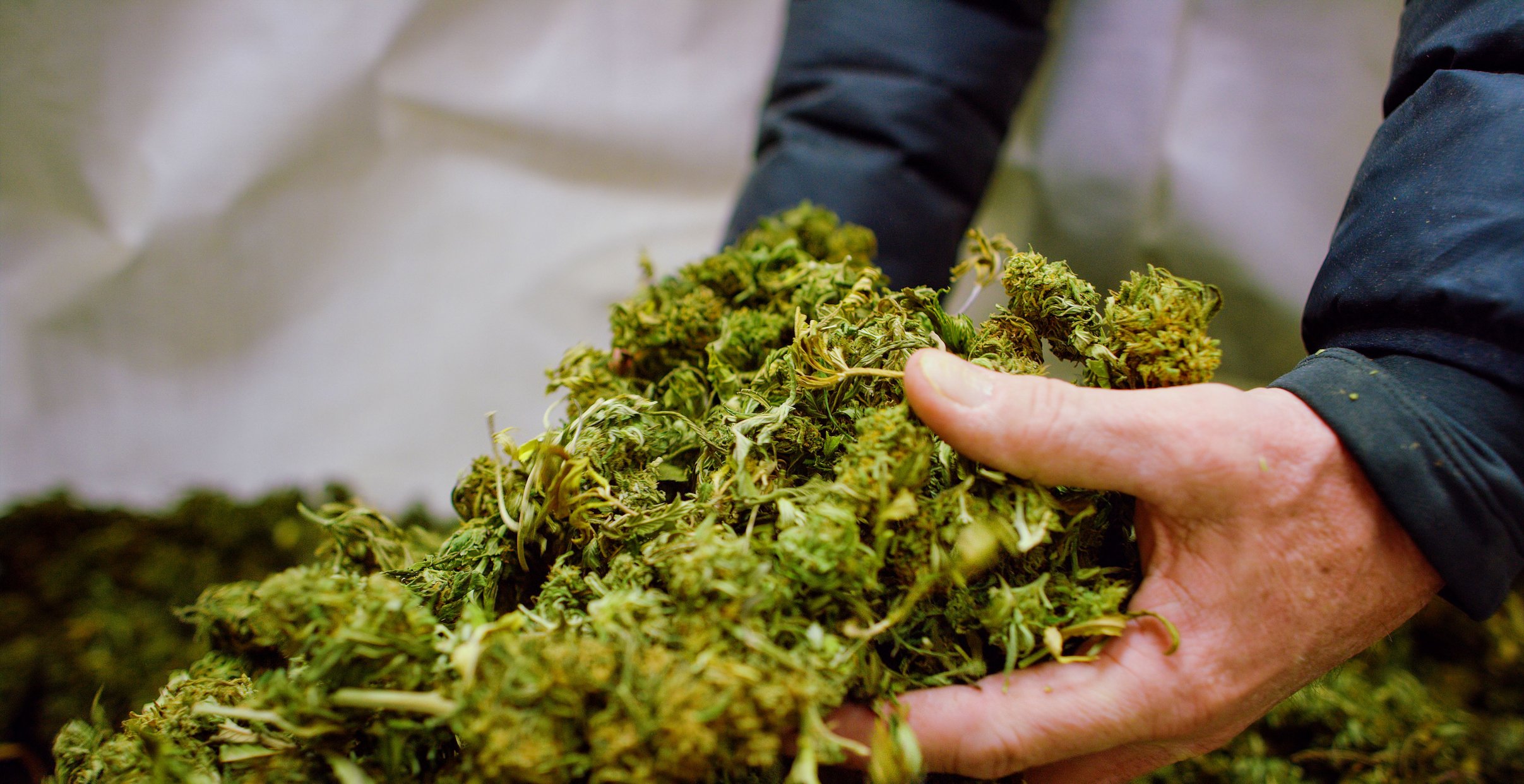 Hands pick up pile of dried marijuana flower buds