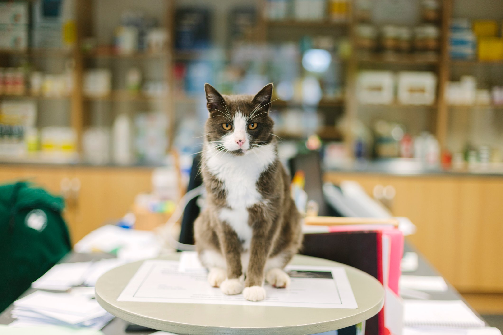 Cat sitting on a scale in a veterinary clinic
