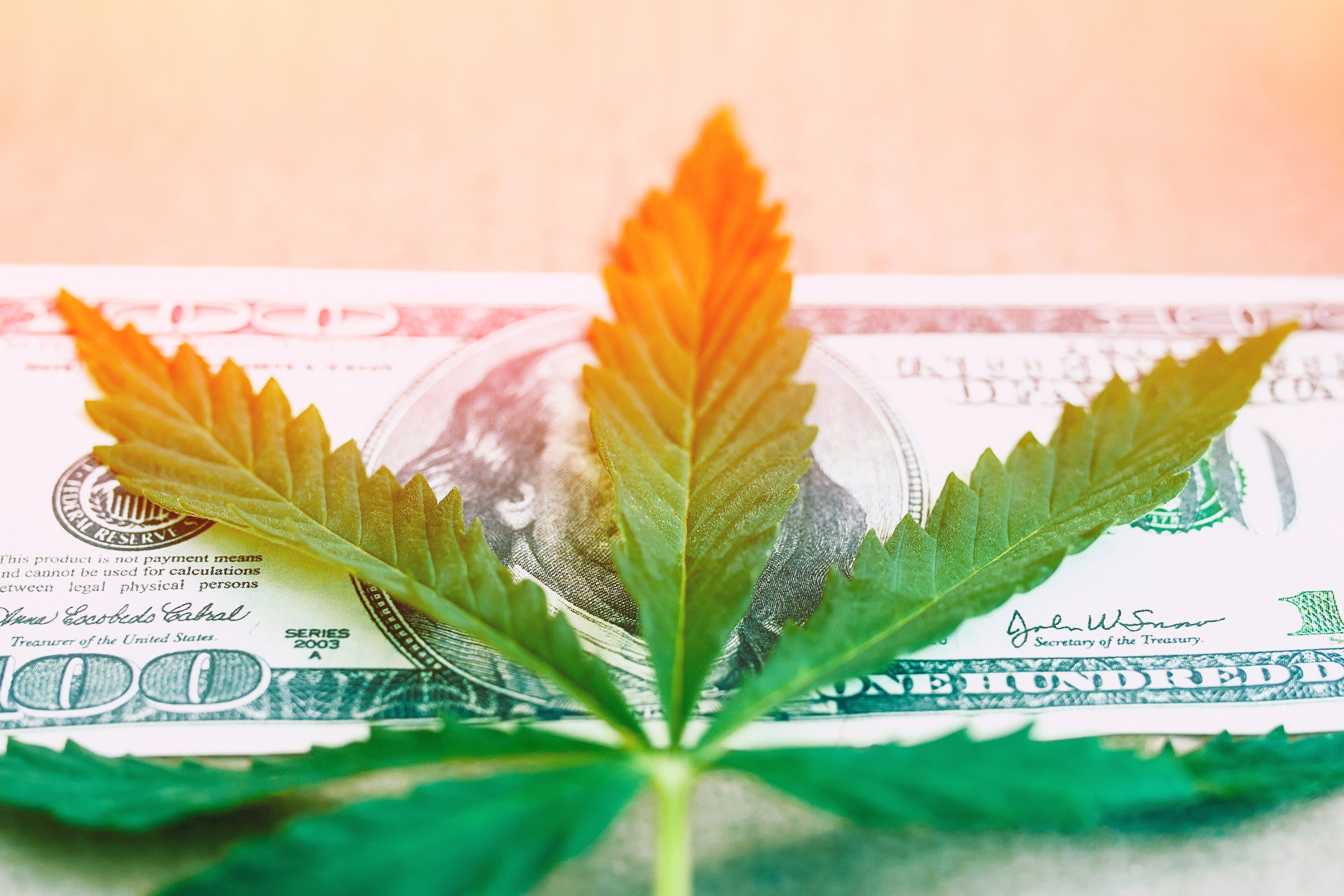 A cannabis leaf is on top of a $100 bill.