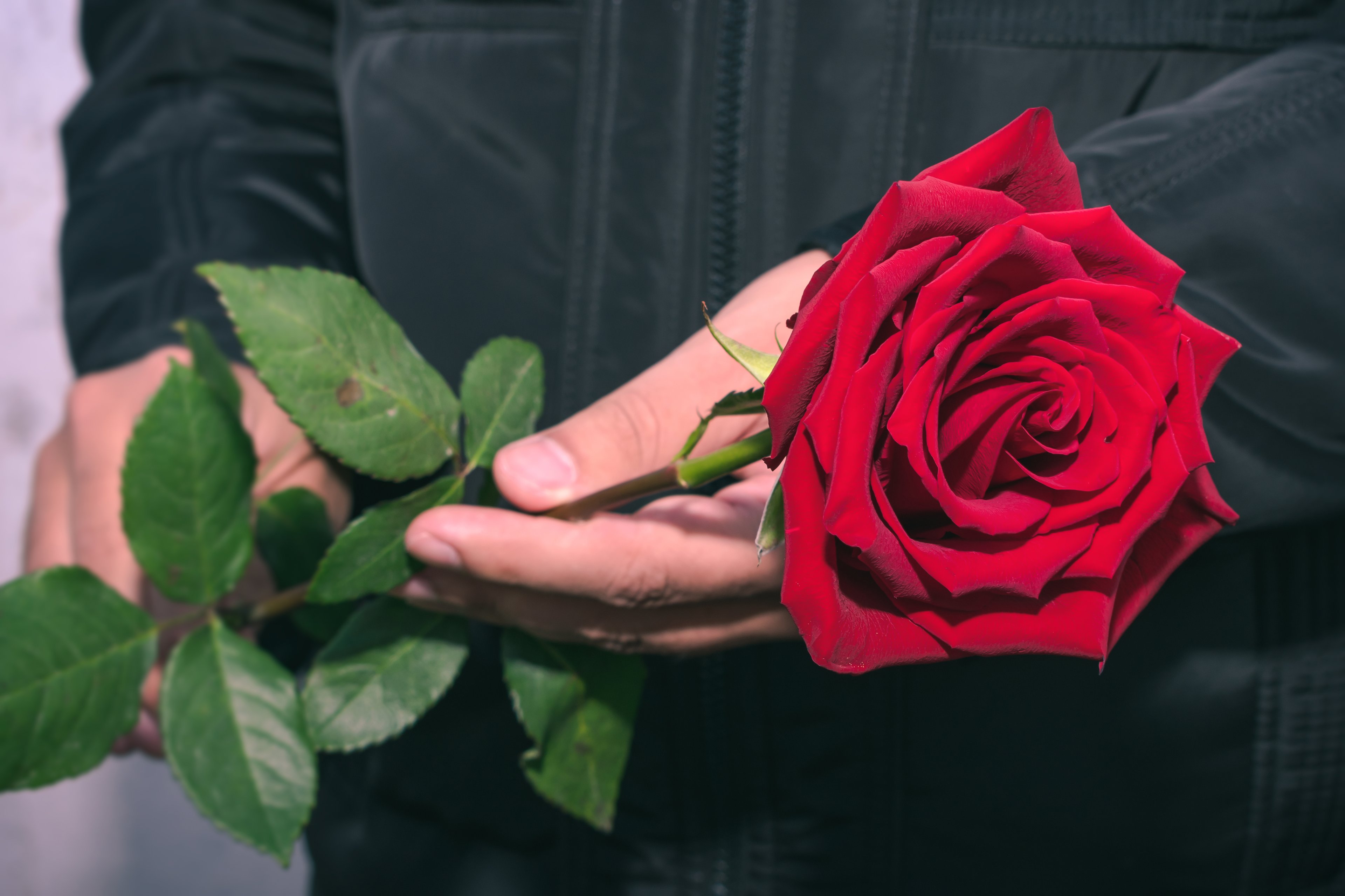red rose