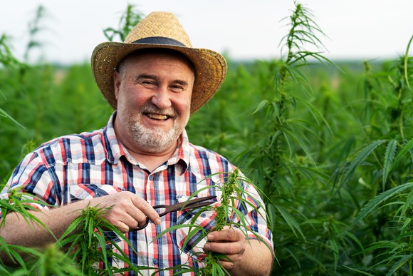Man harvesting marijuana plants in a growth field. 