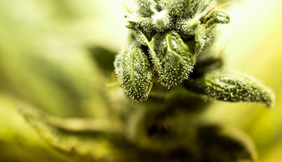 close up of a medical marijuana plant