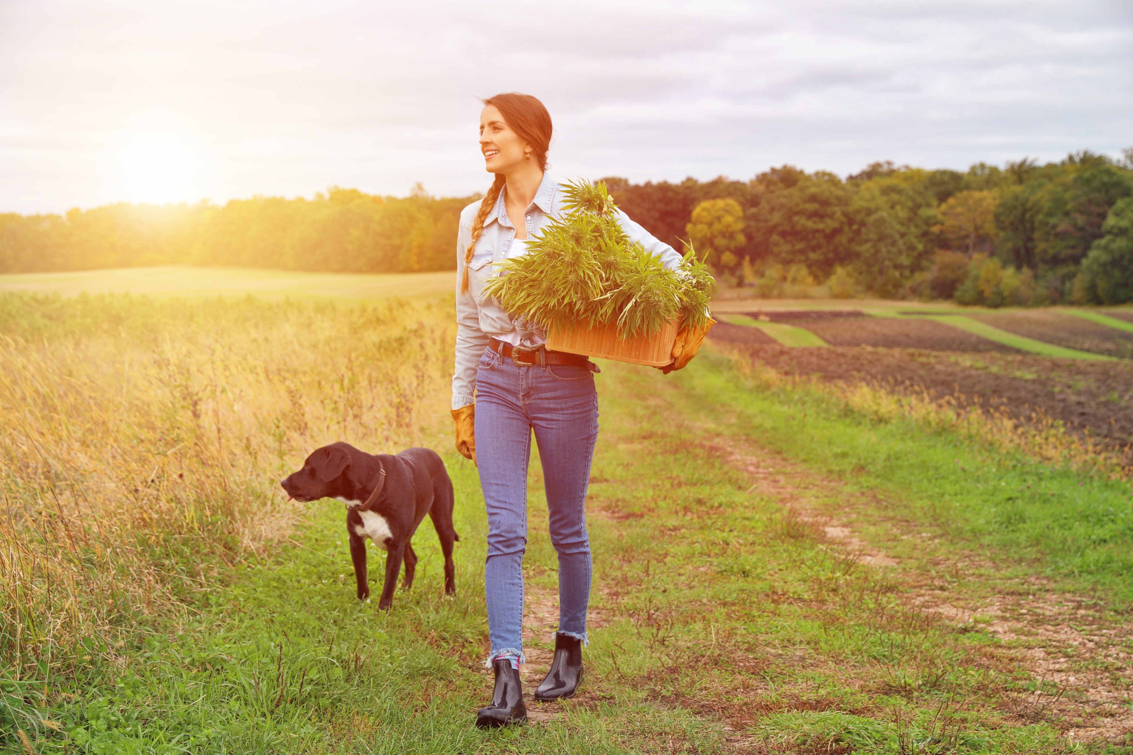 Woman harvesting hemp.