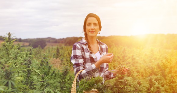 Woman harvesting cannabis in a hemp field. 