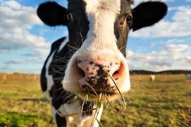 Close up of a cow's face while eating