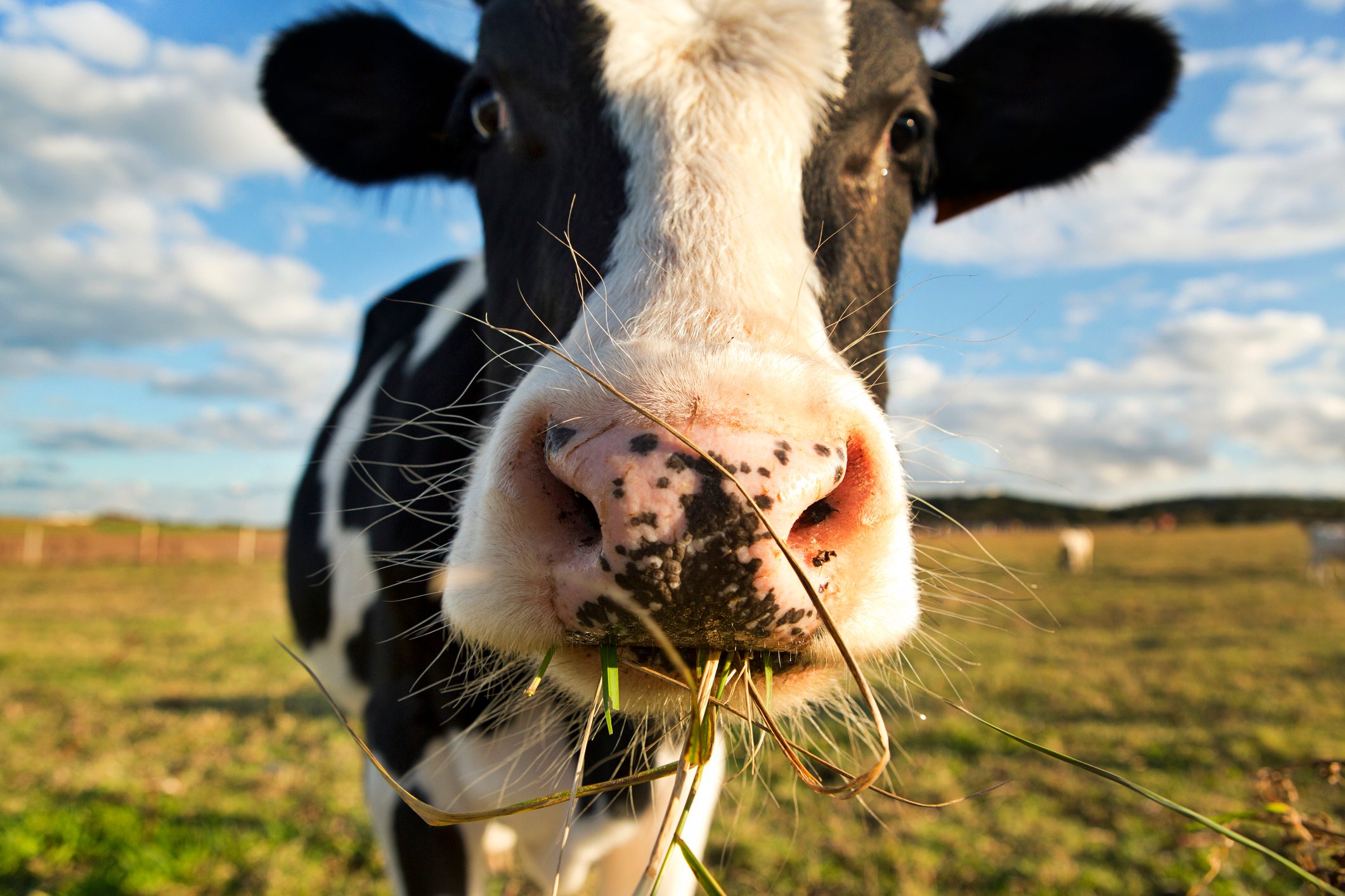 Close up of a cow's face while eating