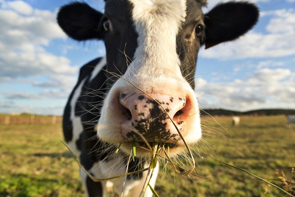 Close up of a cow's face while eating