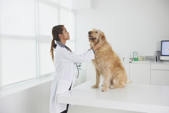 A veterinarian petting a dog on a table