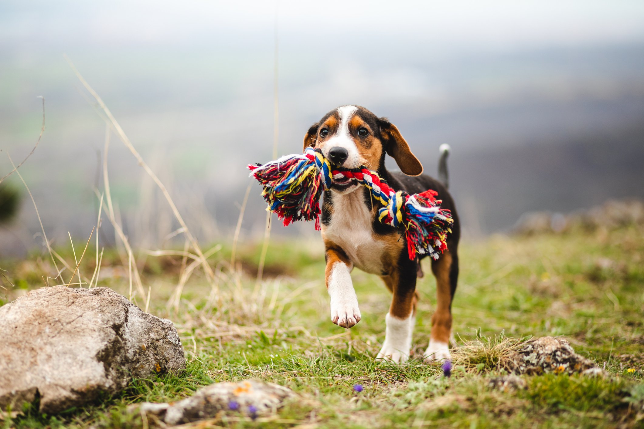 A puppy carrying a colorful toy outside.
