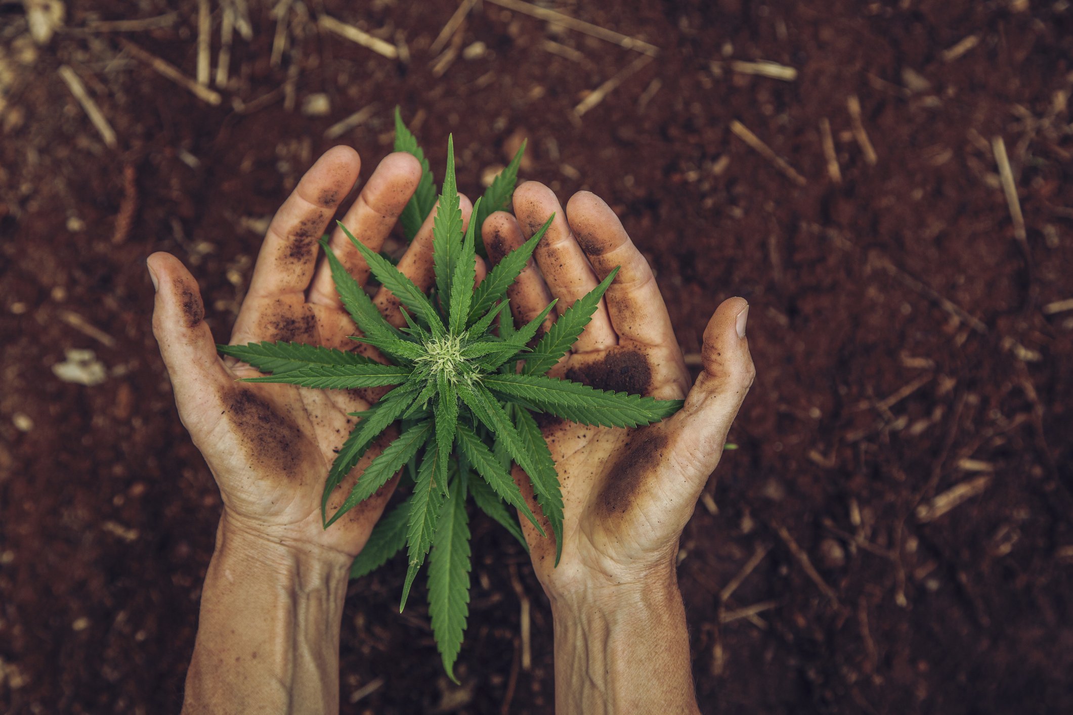 A hand holding a marijuana plant.