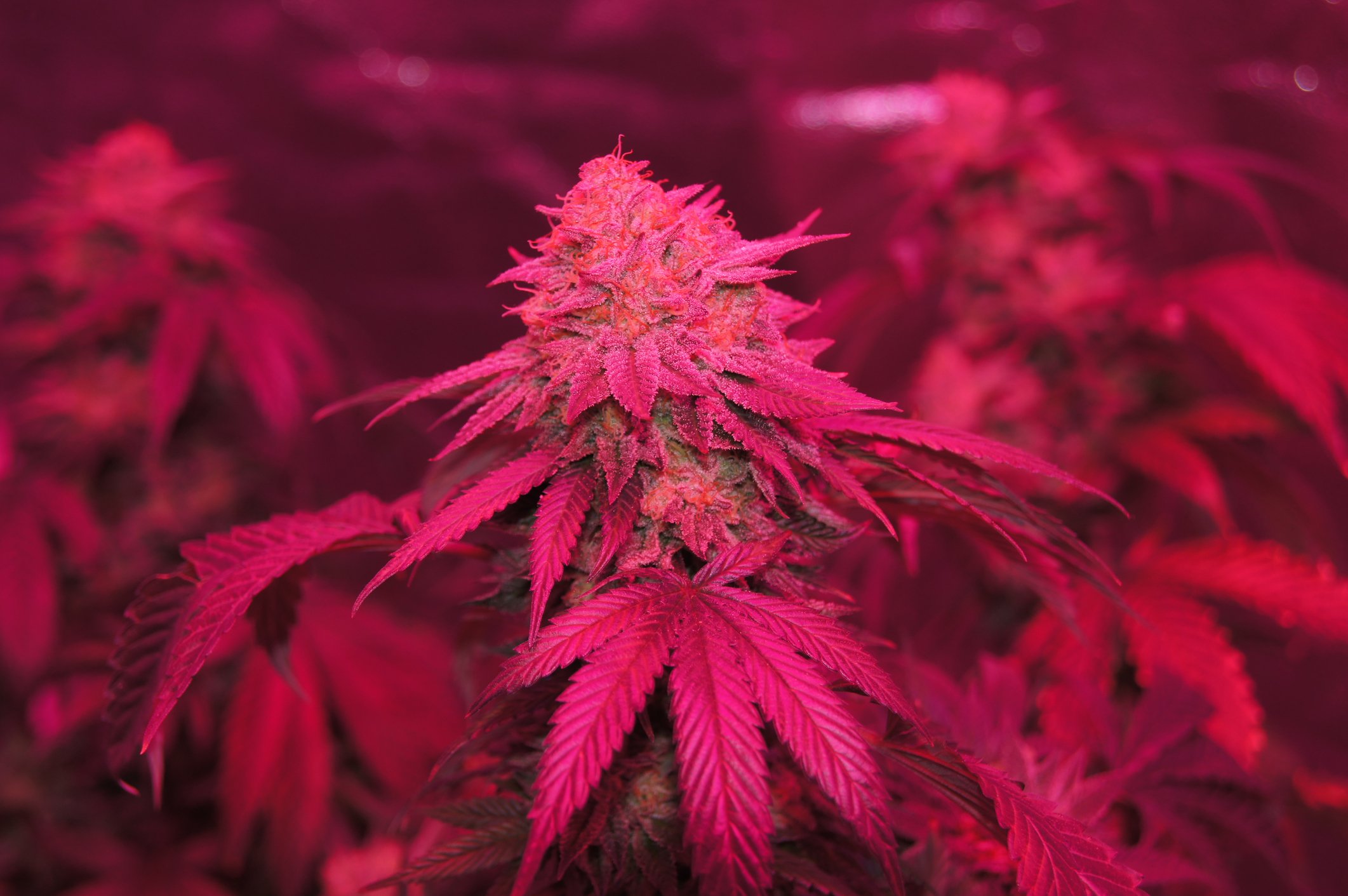 Close of a cannabis plant under LED light