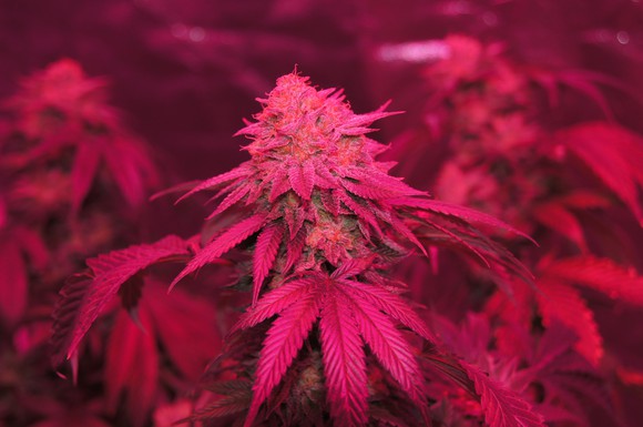 Close of a cannabis plant under LED light