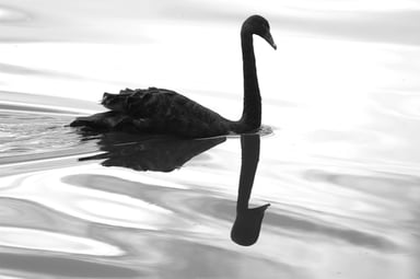 black swan