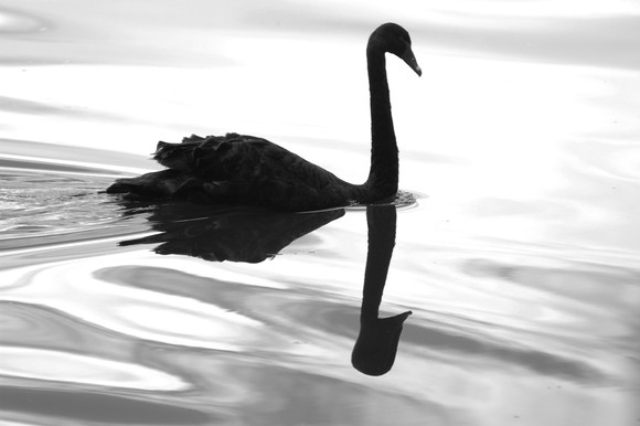 Picture of a black swan