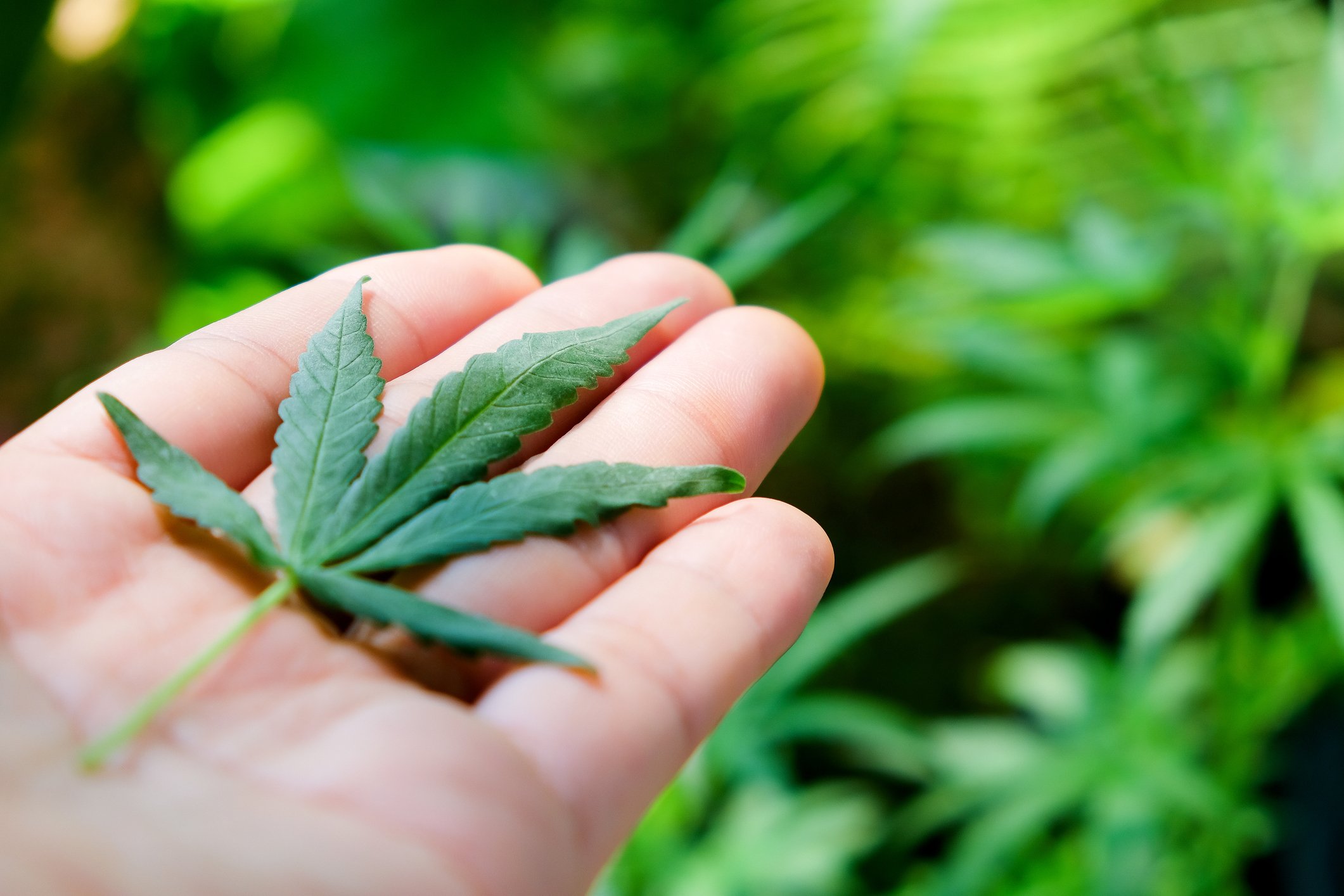 Marijuana leaf on a hand