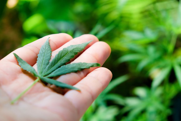 Marijuana leaf on a hand