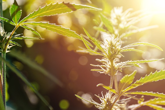Cannabis plant in sunlight