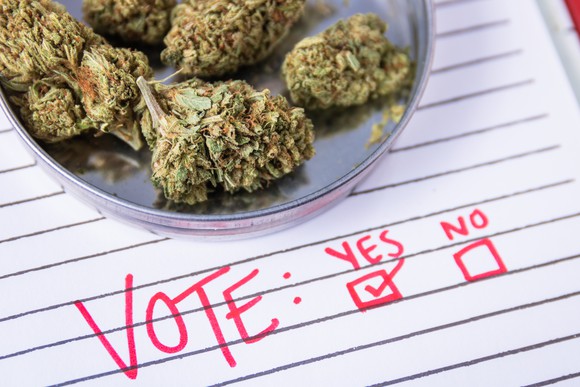 Paper ballot under bowl of cannabis flowers.