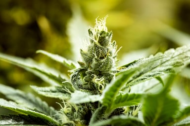 cannabis plant