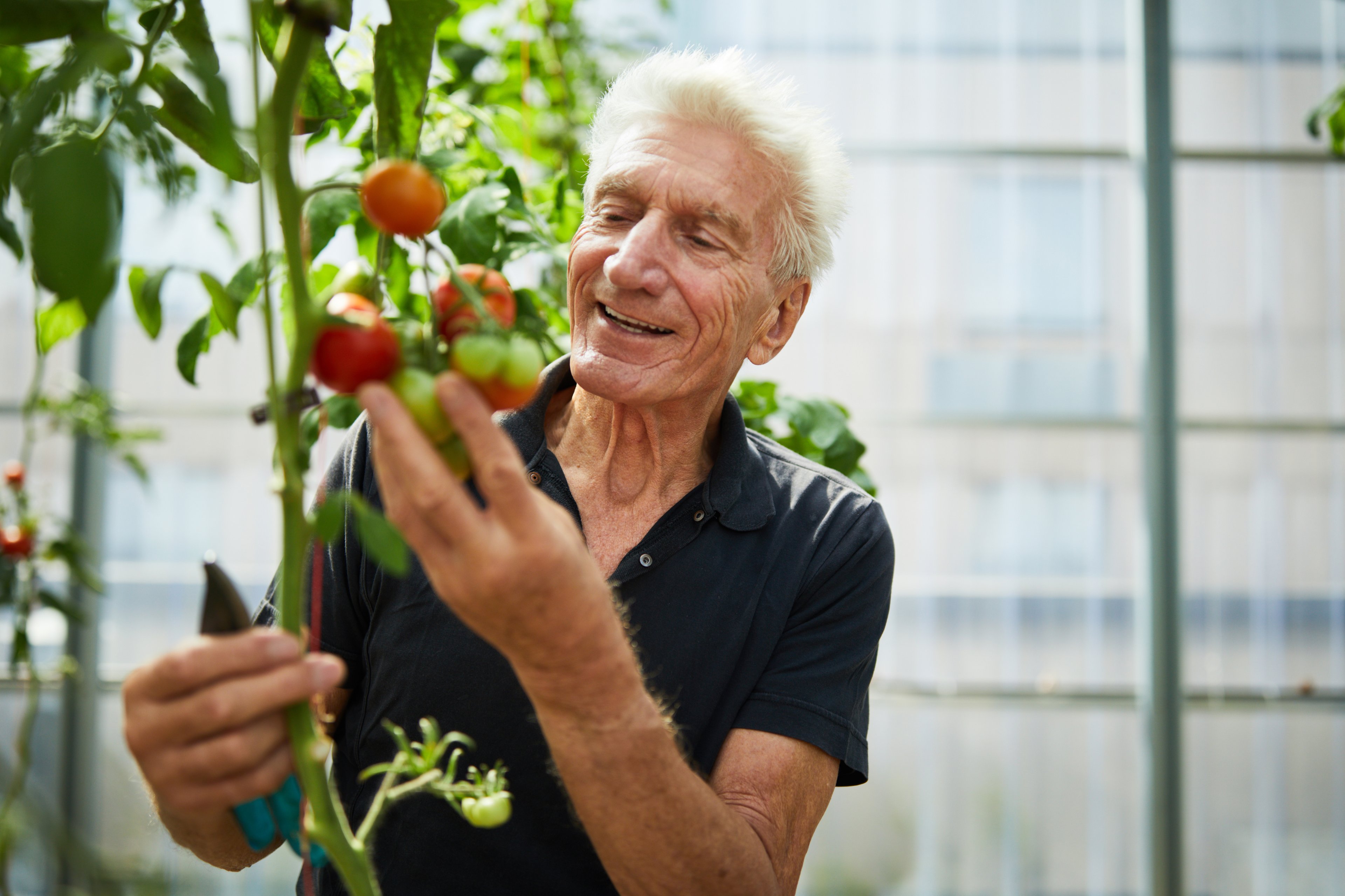 Senior man picking tomatoes. 