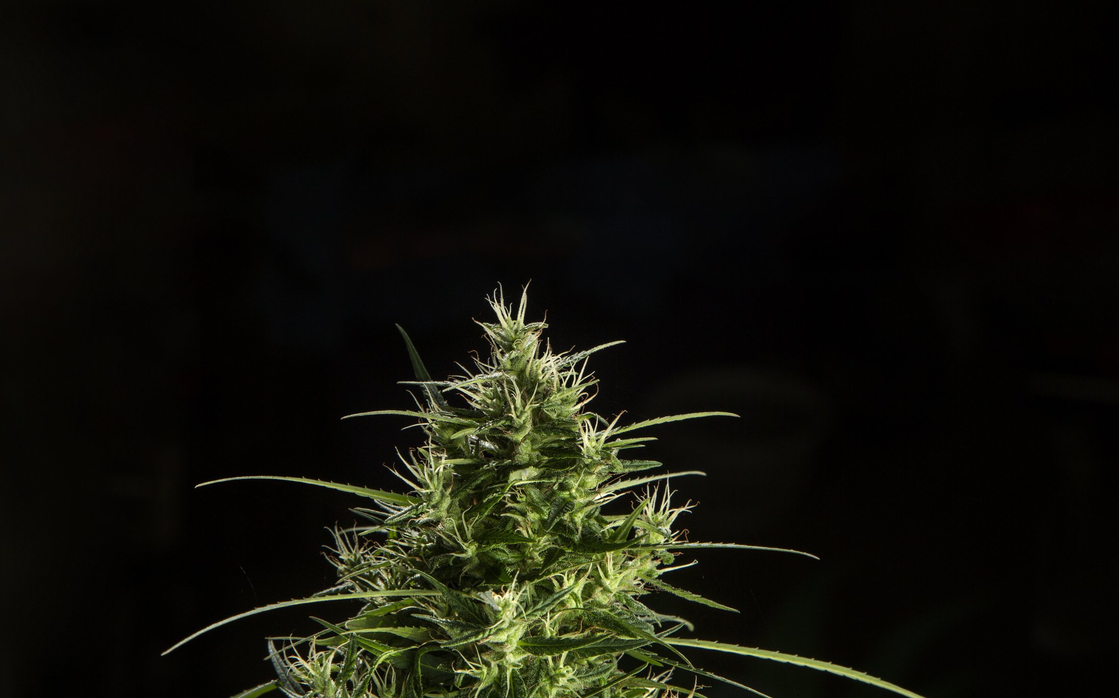 cannabis plant