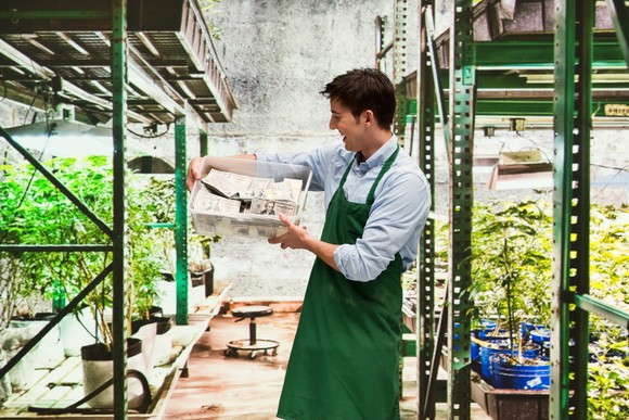 Smiling cannabis worker holding bucket of money in a greenhouse