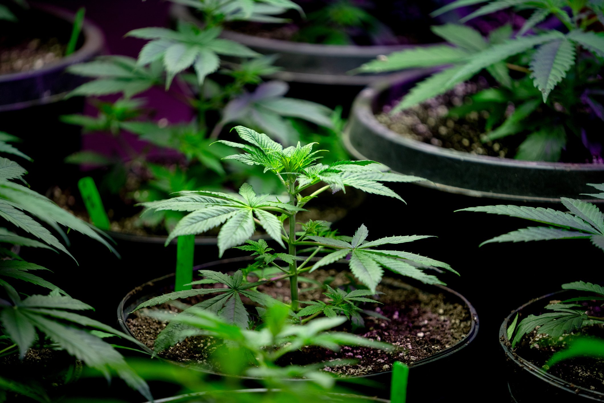 Cannabis plant 3