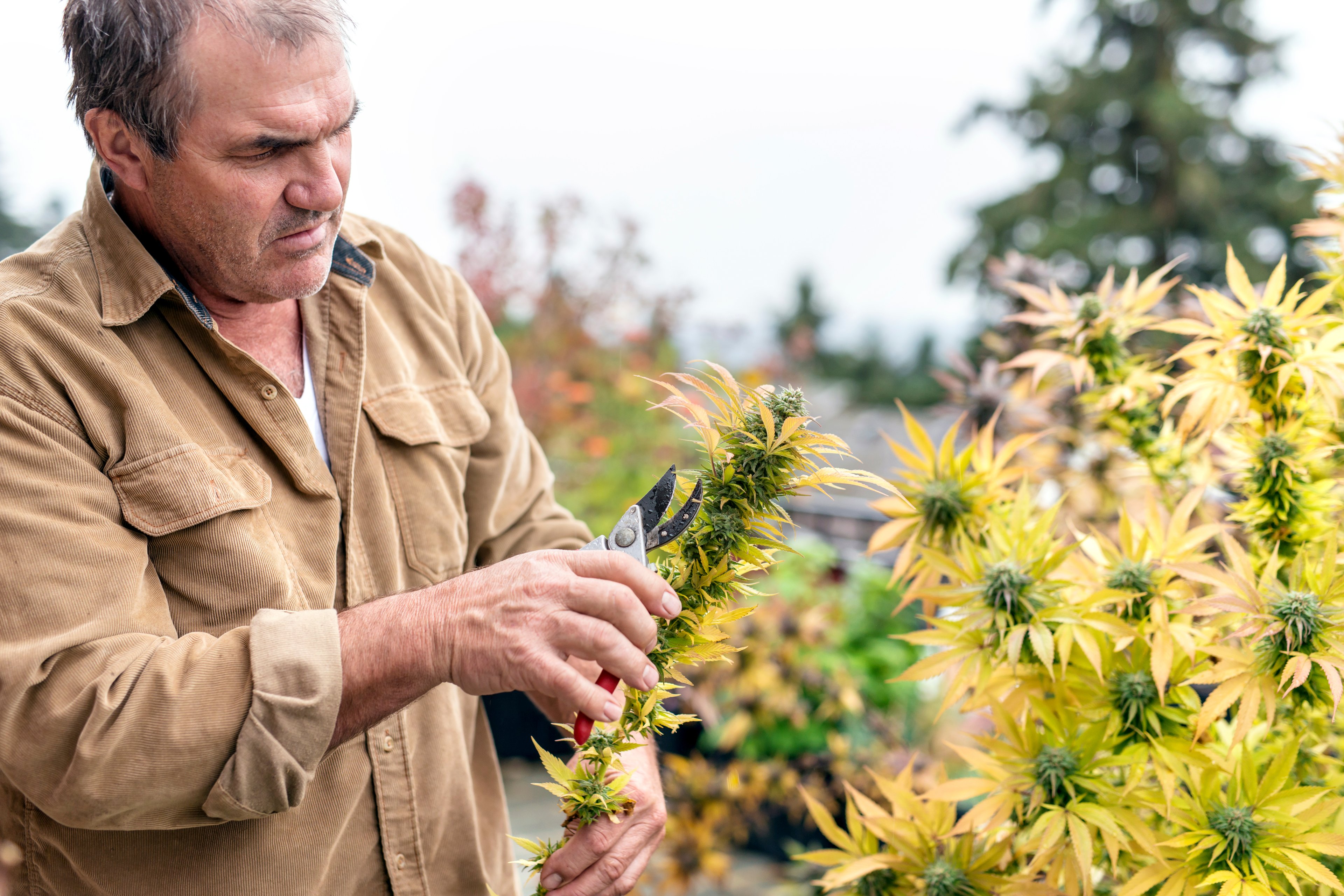 Farmer harvesting marijuana bud, looking unimpressed. 