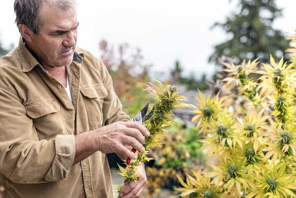 Farmer harvesting marijuana bud, looking unimpressed. 