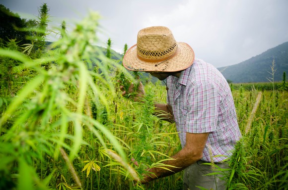 A farmer growing medical marijuana plants