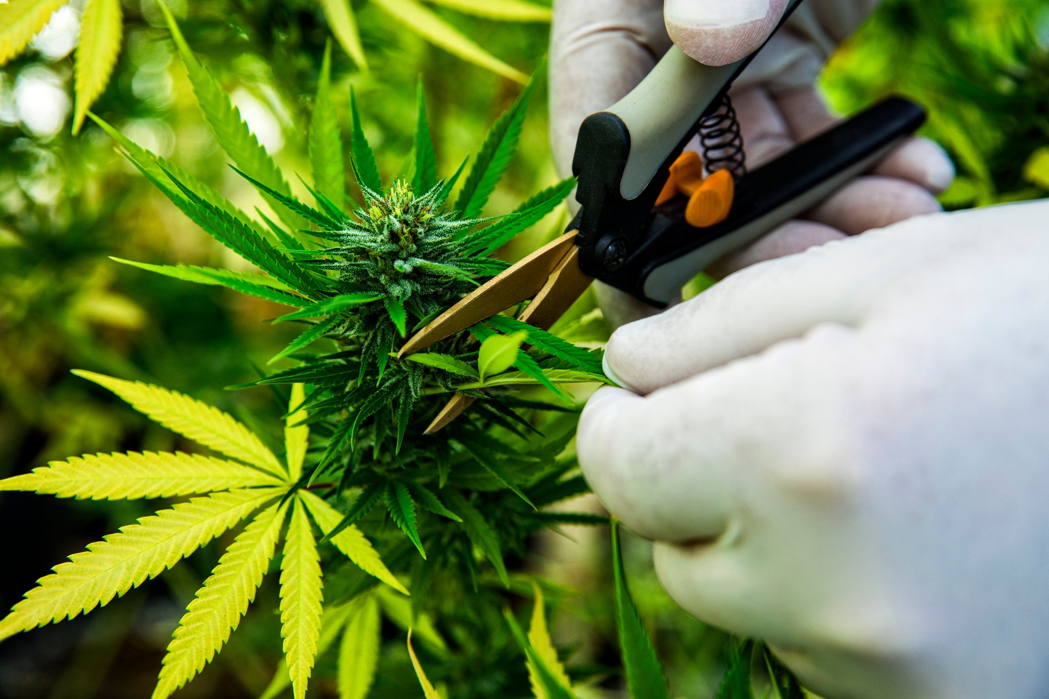 Hands take a pair of garden scissors to a cannabis plant.