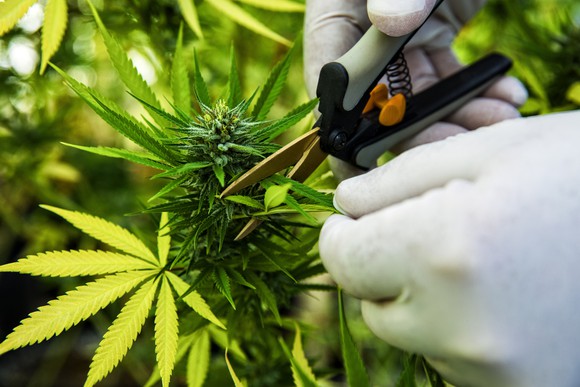 Hands take a pair of garden scissors to a cannabis plant.