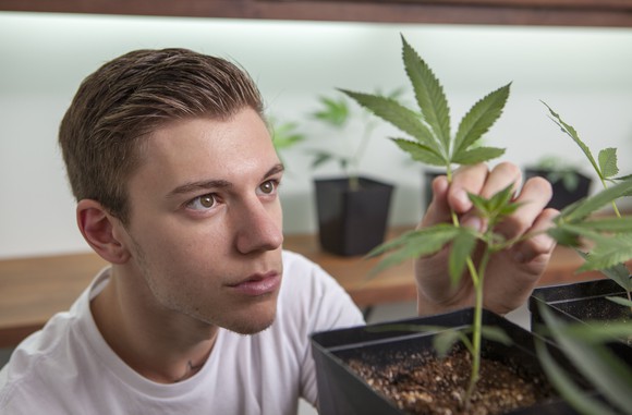 A dispensary worker closely examines a cannabis sapling growing in a small container.