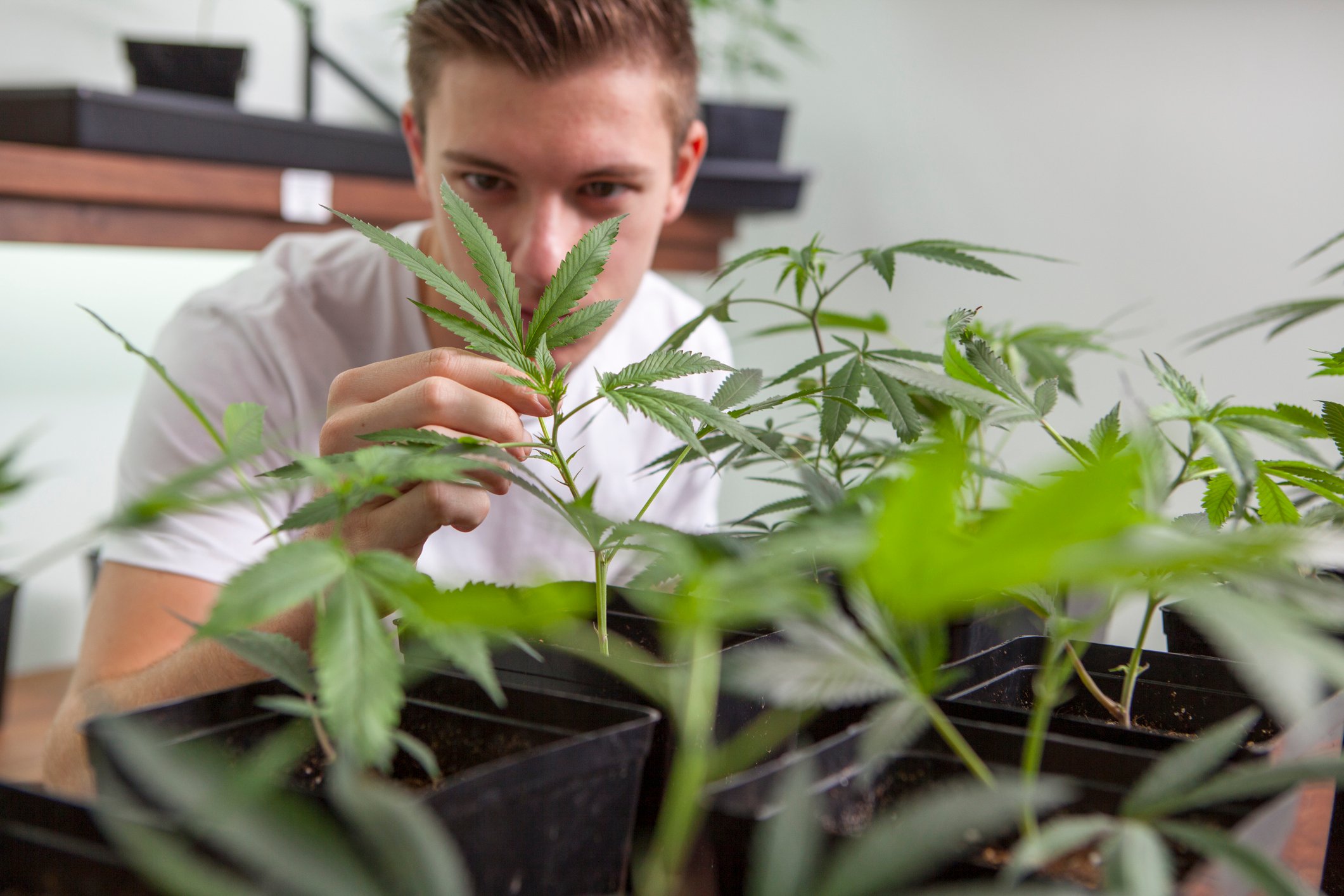 a man looking at a cannabis plant.