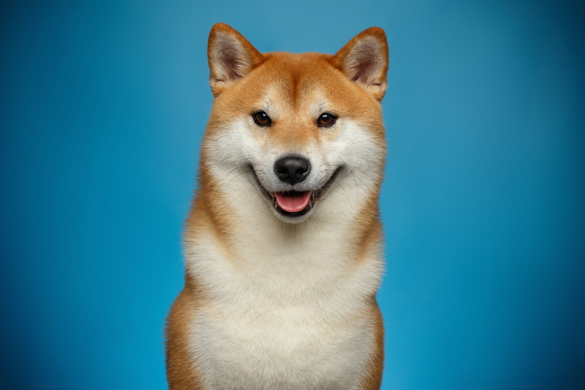 Is Dogecoin Better Than Bitcoin? | The Motley Fool