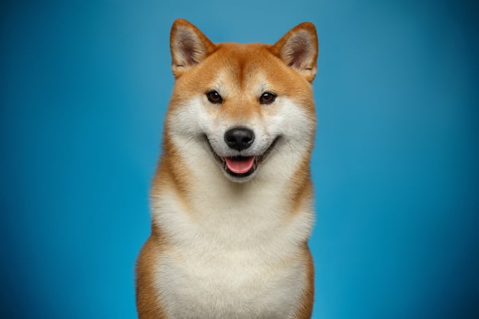 Shiba Inu.