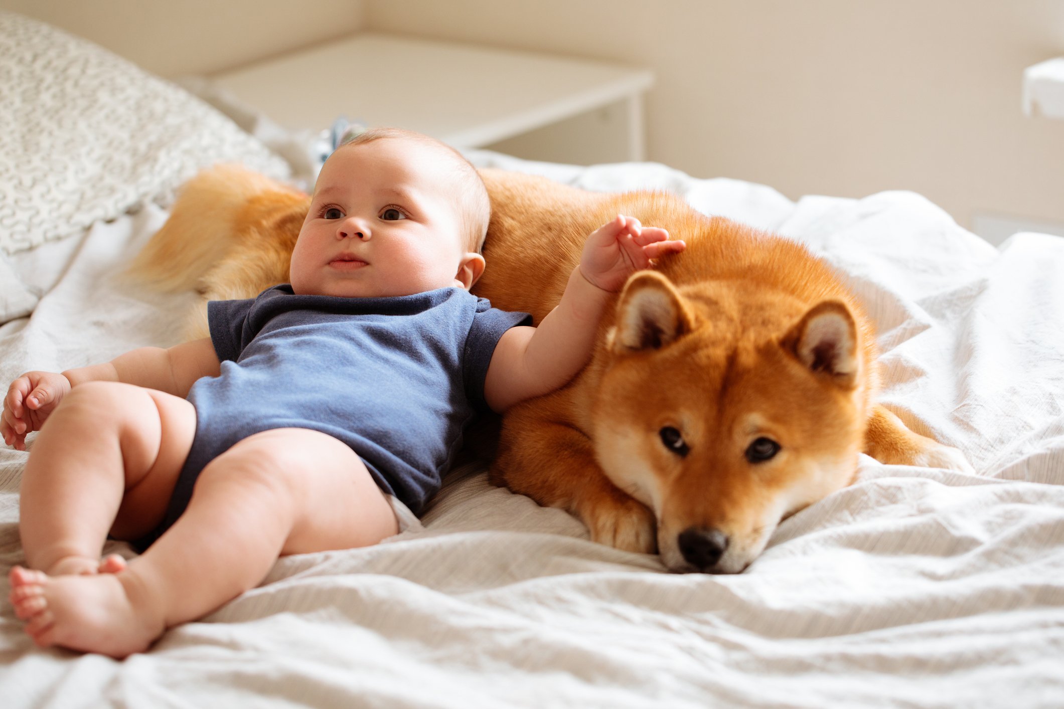 A baby leaning back against a Shiba Inu dog.